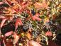Preview: Der Flächen-Liguster im Herbstlaub samt schwarzen Früchten