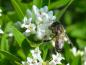 Preview: Blüte von Ligustrum obtusifolium regelianum mit Biene