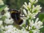 Preview: Die Blüten von Ligustrum ovalifolium werden oft von Bienen und Hummeln besucht