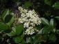 Preview: Ligustrum ovalifolium