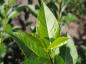 Preview: Ligustrum ovalifolium