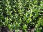 Preview: Ligustrum ovalifolium