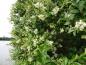 Preview: Ligustrum ovalifolium