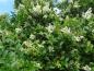 Preview: Ligustrum ovalifolium