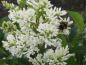 Preview: Beliebt bei Insekten: Die Blüte von Ligustrum ovalifolium