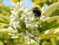 Preview: Goldliguster Blüte mit Insekten