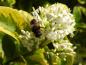 Preview: Ligustrum ovalifolium Aureum als Bienennährgehölz