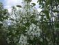 Preview: Weiße Blüten der Einheimischen Felsenbirne