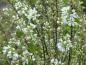 Preview: Weiße Blütenpracht der Amelanchier ovalis
