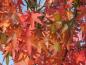 Preview: Amberbaum, Liquidambar styraciflua im Herbstlaub