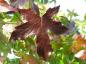 Preview: Hübsche Rotfärbung bei Liquidambar styraciflua im Herbst
