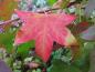 Preview: Rotes Herbstlaub des Liquidambar styraciflua