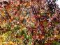Preview: Toller Herbstfärber, der Amberbaum aus Nordamerika