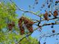Preview: Zarter Austrieb und Früchte aus dem Vorjahr - der Amberbaum