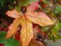 Preview: Schön gefärbtes Blatt des Amberbaumes im Herbst