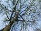 Preview: Frühjahr - der Amberbaum treibt aus