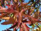 Preview: Schönes rotes Herbstlaub beim Amberbaum Stella