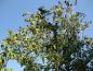 Preview: Reicher Fruchtbehang beim Amberbaum Stella