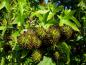 Preview: Der Amberbaum Stella Im Herbst: Stachelige Früchte