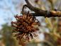 Preview: Frucht des Amberbaums Stella im Winter
