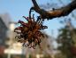 Preview: Amberbaum Stella: winterliche Frucht