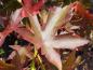 Preview: Rotes Herbstlaub: Liquidambar styraciflua Stella