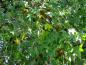 Preview: Der Amberbaum Stella - grünes, tief eingeschnittenes Laub