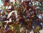 Preview: Liquidambar styraciflua Worplesdon mit Herbstlaub