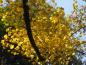 Preview: Gelbes Herbstlaub des Tulpenbaums