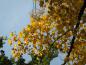 Preview: Im Herbst färben sich die Blätter des Tulpenbaums gelb.