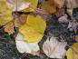 Preview: Gelbe Blätter im Herbst - Tulpenbaum