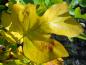 Preview: Schöne gelbe Herbstfärbung beim Tulpenbaum