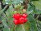 Preview: Früchte von Lonicera caprifolium