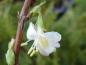 Preview: Lonicera fragrantissima in Blüte (Aufnahme aus Mitte Februar)