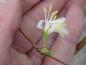 Preview: Bei milder Witterung bilden sich bei Lonicera fragrantissima schon früh im Jahr die Blüten