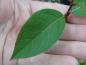 Preview: Typisches Blatt von Lonicera fragrantissima (Aufnahme Mitte Februar bei normalen Witterungsbedingungen)