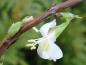 Preview: Die frühe Blüte von Lonicera fragrantissima