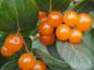 Preview: Nahaufnahme der Früchte von Lonicera korolkowii zabelii