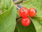 Preview: Rote Früchte der Baum-Heckenkirsche