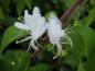 Preview: Die zarten, weißen Blüten der Schirm-Heckenkirsche