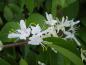 Preview: Die wohlrichenden Blüten der Schirm-Heckenkirsche (Lonicera maackii)