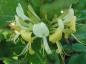 Preview: Heimisches Waldgeißblatt - gelbe Blüten
