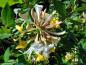 Preview: Lonicera periclymenum in Blüte