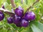Preview: Wird gerne von Vögeln verzehrt: Frucht von Lonicera pileata