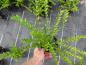 Preview: Verkaufsfertige Pflanze von Lonicera pileata (Aufnahme 02.08.2012)