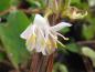 Preview: Weiße duftende Blüten der Frühblühenden Heckenkirsche