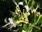 Preview: Duftende Blüte Lonicera similes var. delavayaii