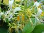 Preview: Die Blüte von Lonicera similes var. delavayaii