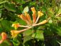 Preview: Gelbblühende Kletterpflanze - Gold-Geißblatt