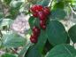 Preview: Früchte von Lonicera xylosteum